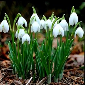 Snow Drop Bulbs 500 for $150